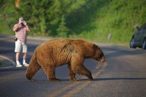 Grizzly Sighting in Yellowstone