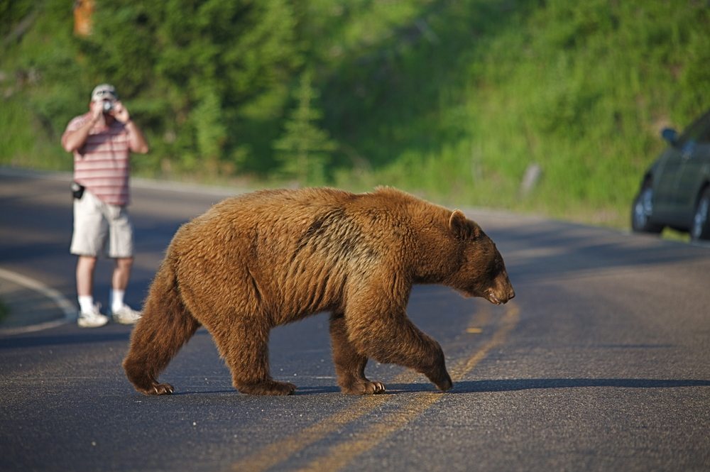 Yellowstone-grizzly - GaperGuide - Theparkguide